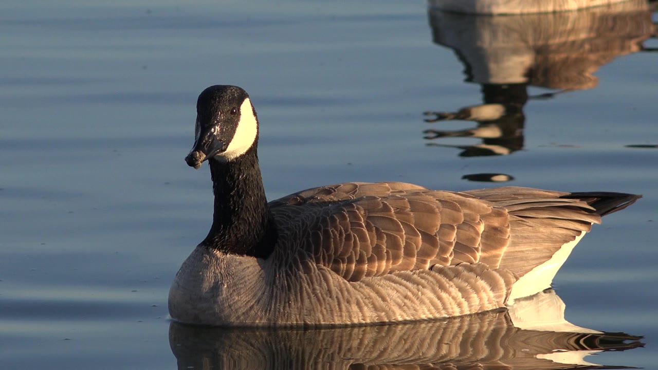 The waterfowl remains in profile on the Westminster pond, with the white cheek patch turned slightly toward camera and small ripples crossing the blue water, with no visible people.