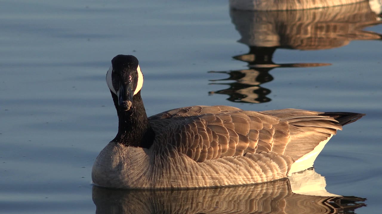 Waterfowl facing slightly toward camera while floating on still water.