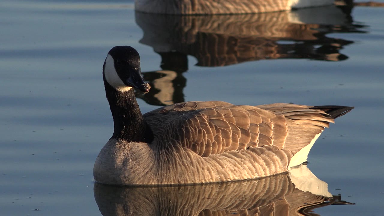 A goose floats left of center on calm water in Westminster, Colorado, with warm light on its brown body, reflected birds above it, and no visible people.
