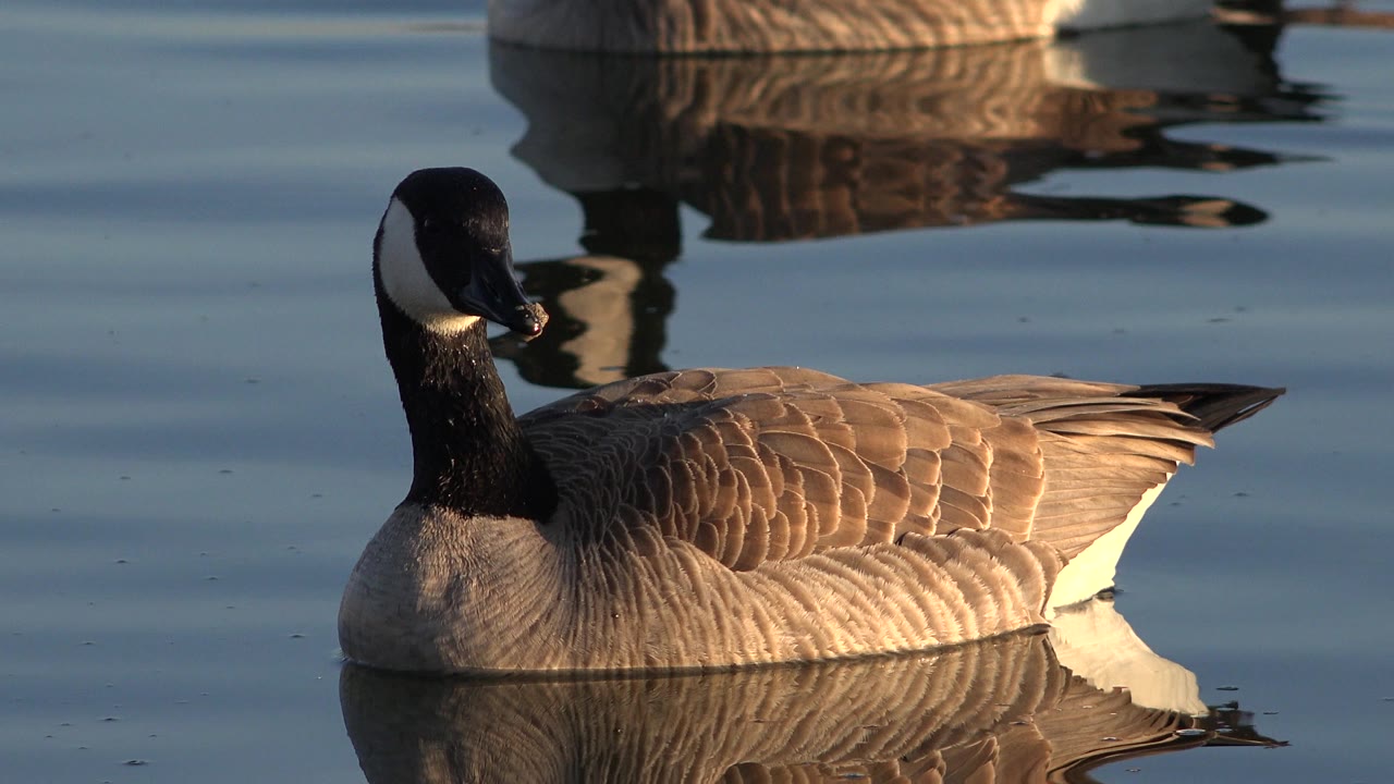 The goose remains broadside on the Westminster, Colorado water, its feather pattern lit warmly while faint ripples and reflected geese sit in the upper background, with no visible people.