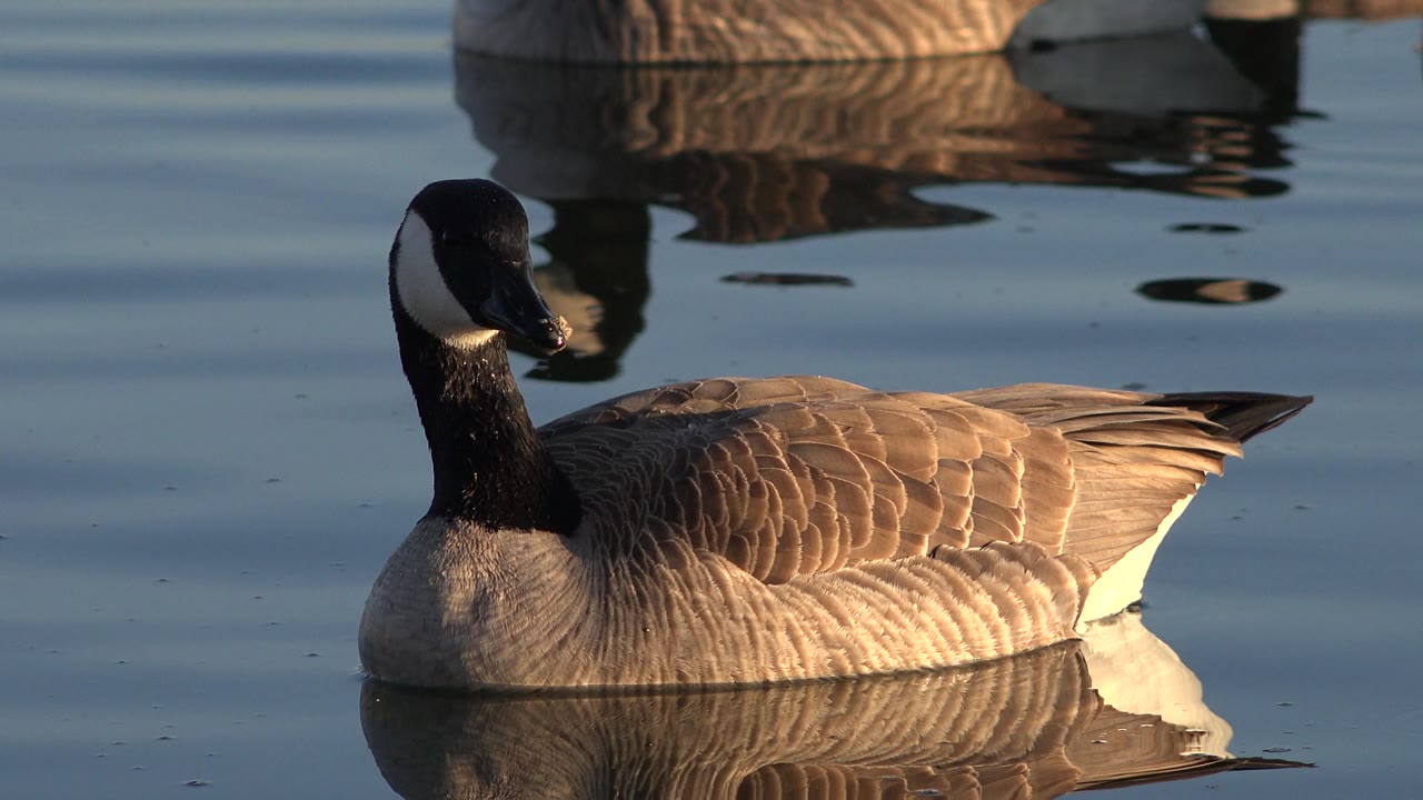 Goose swimming on calm water with bright tail feathers visible.