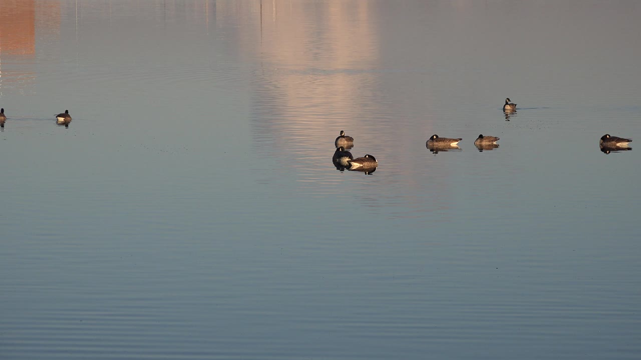 Ducks drift across calm blue gray lake water in Westminster, Colorado, with warm reflected shapes on the surface and no visible people.