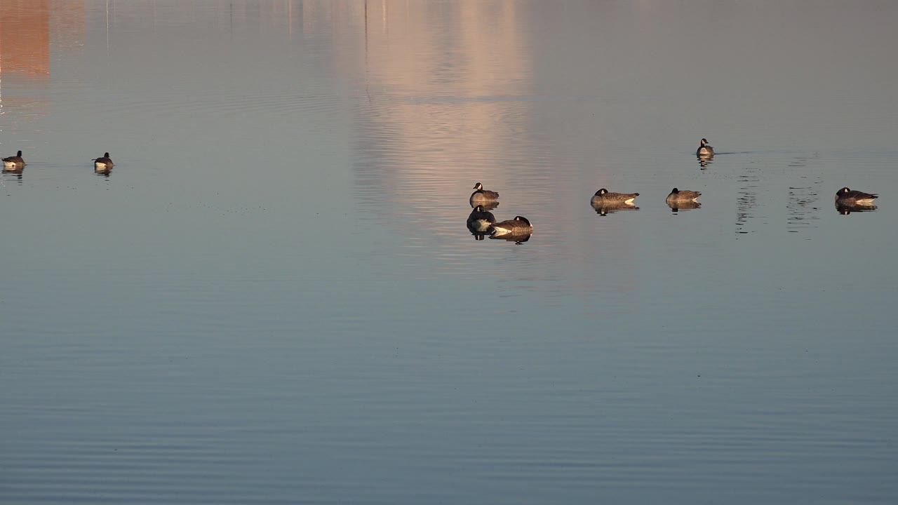 Ducks spread out on calm water with faint ripples.
