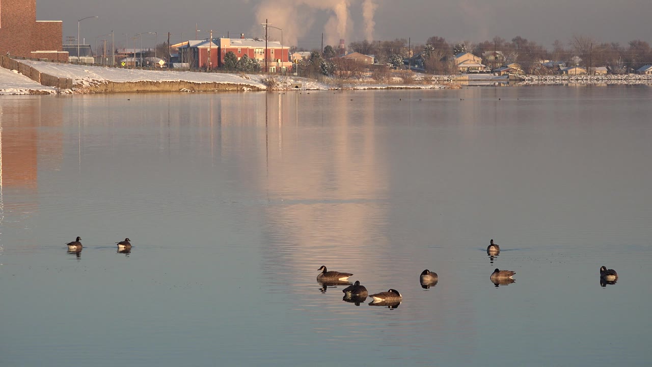 Ducks on still water with smoke rising beyond buildings