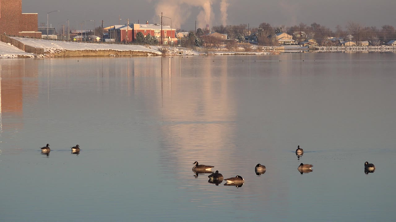 Several ducks sit farther apart on the calm water in Westminster, Colorado, while orange brick structures, houses, and a vertical smoke plume remain on the far shore, with no visible people.