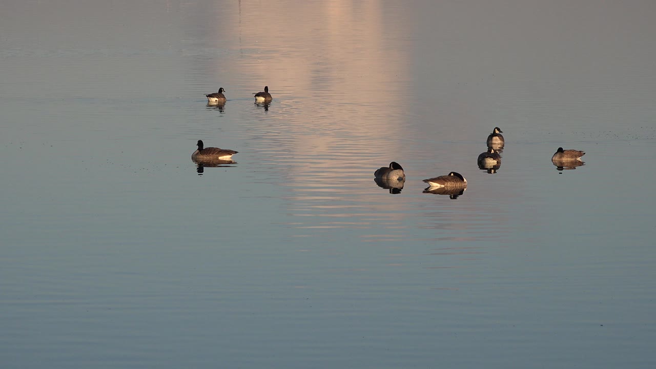 Small group of waterbirds floating on calm reflective water.