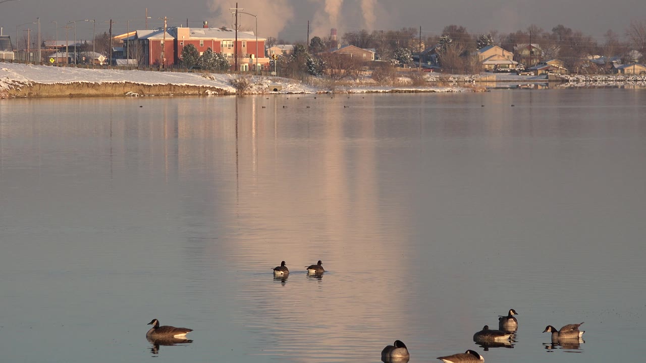 Westminster, Colorado frame with birds spaced across reflective water, a snow-covered bank, red and tan buildings in the distance, and vertical smoke plumes behind the shoreline, with no visible people.
