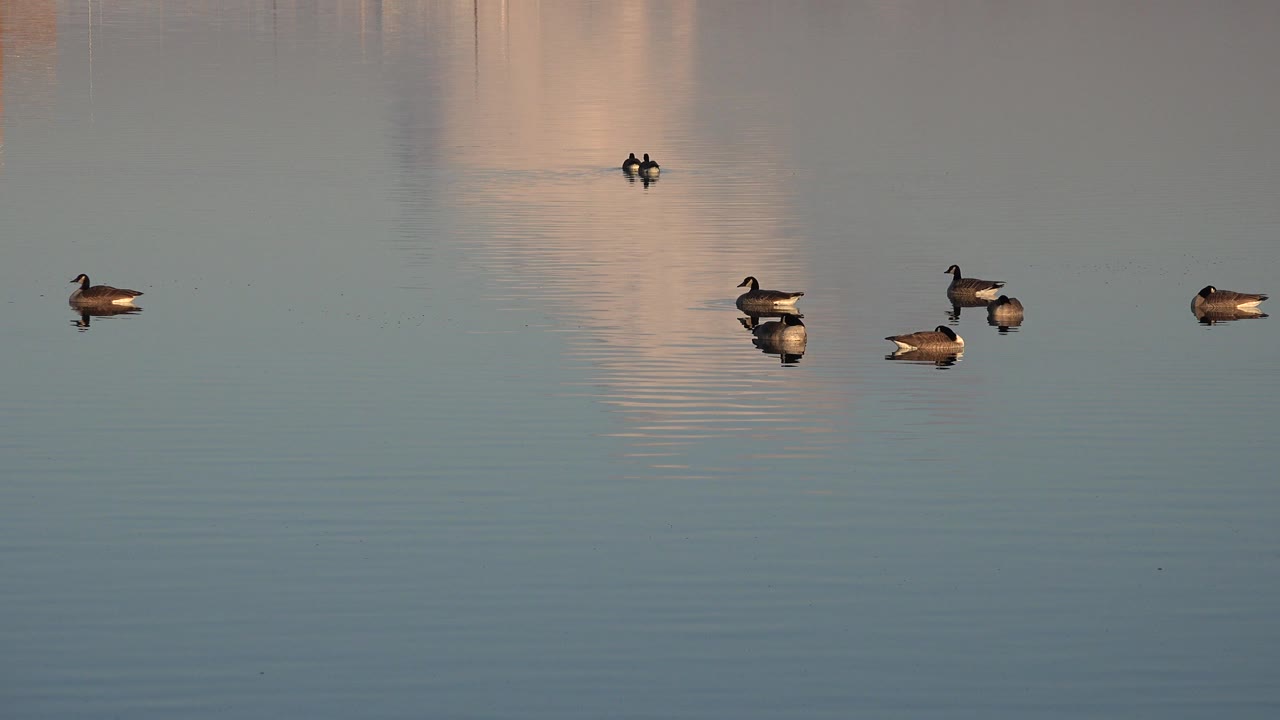Ducks float across calm lake water in Westminster, Colorado, with peach building reflections near the top and no visible people.