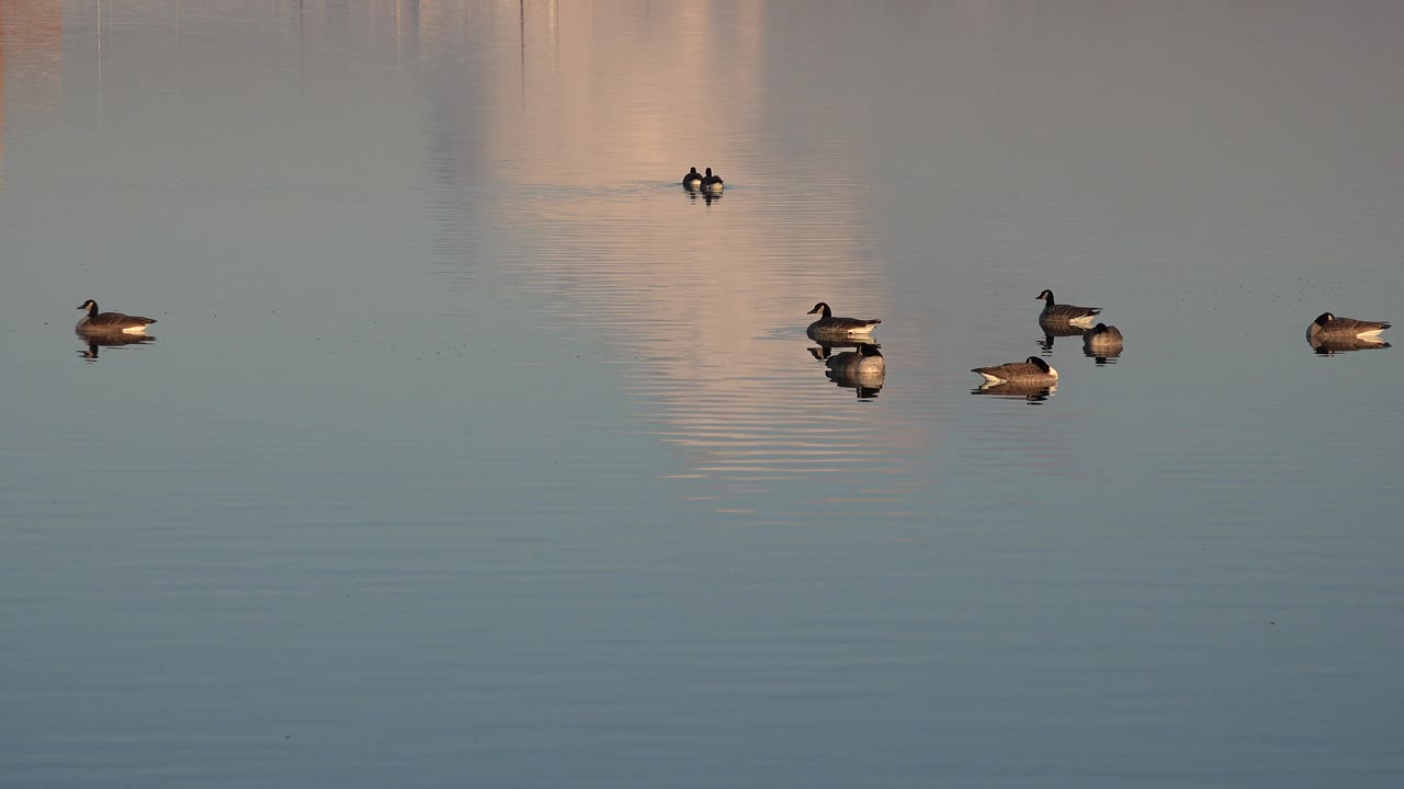 A loose group of ducks sits across blue-gray lake water in Westminster, Colorado, with one small duck farther back and no visible people.