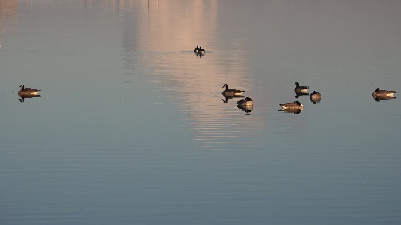 Ducks drifting on a quiet lake under warm reflected light.