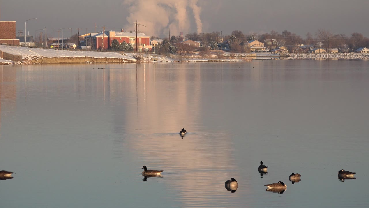 Birds on calm water with a hazy shoreline and pale plume behind them.