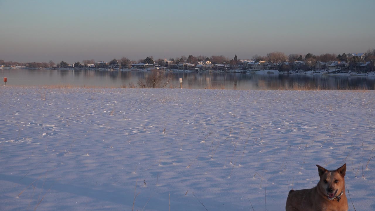 A large brown dog appears at the bottom of a snowy lakeside frame in Westminster, Colorado, with calm water and distant homes in the background and no visible people.