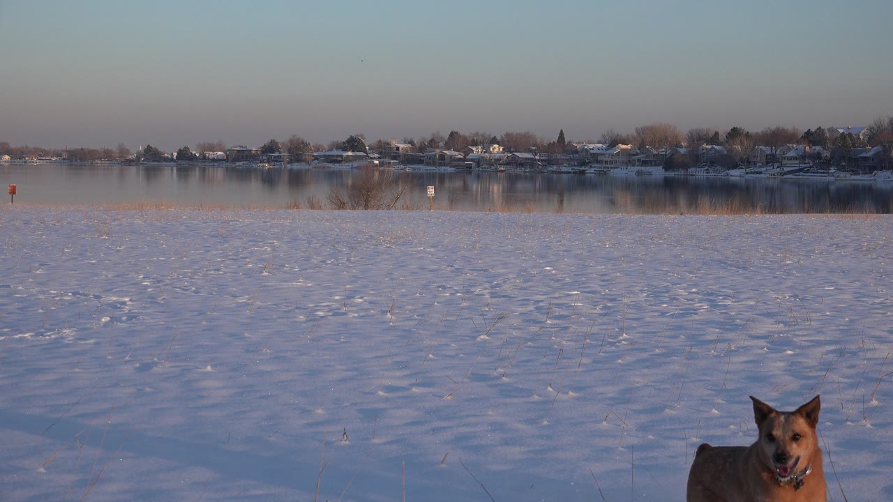 The brown dog sits low in the foreground of a Westminster, Colorado snowfield, with open water, shoreline homes, bare trees, and soft winter light behind it and no visible people.