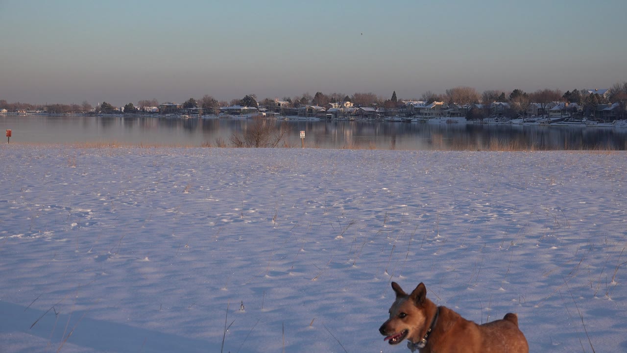 Brown dog walking right across snow near a lake.