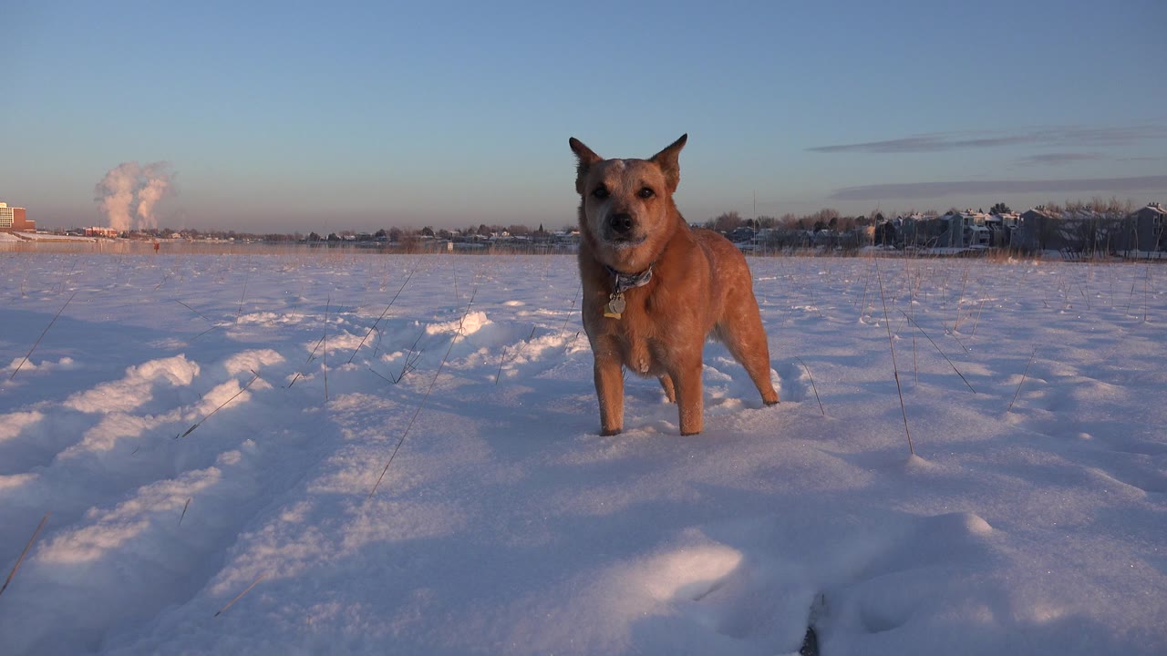 A brown dog stands facing the camera in a snowy Westminster, Colorado field, with tracks in the snow, distant buildings, a steam plume on the horizon, and no visible people.