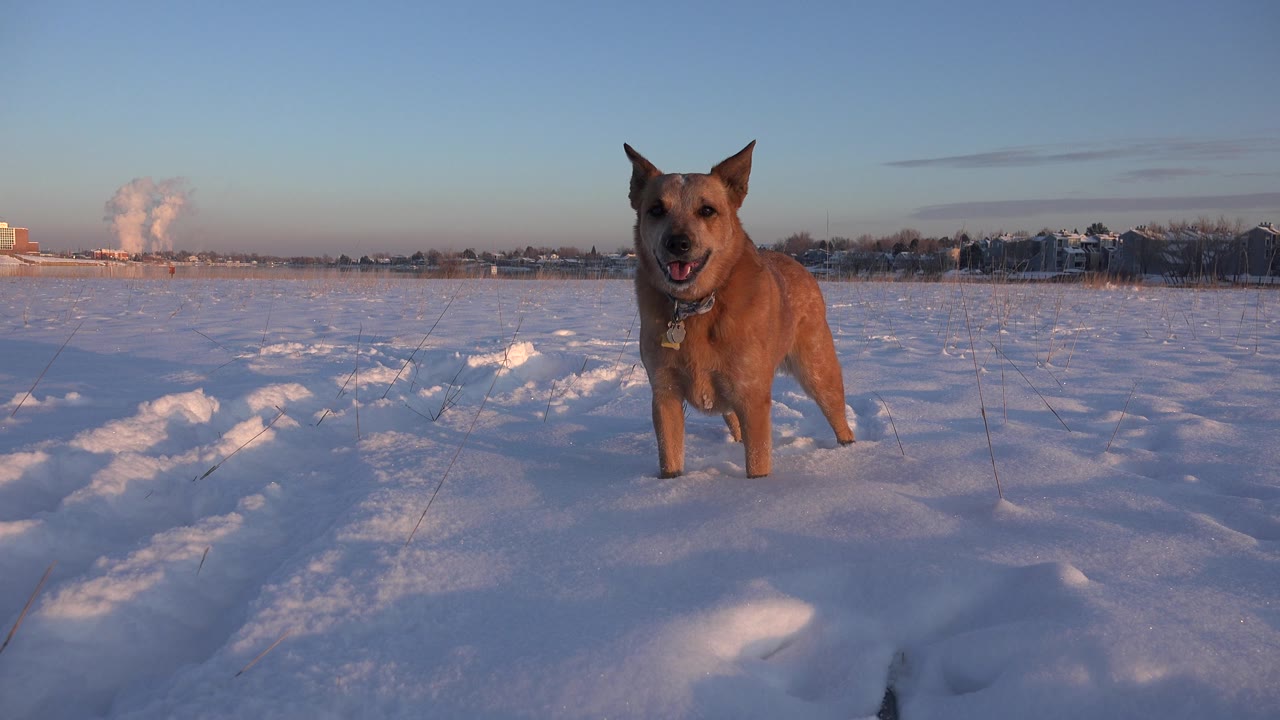 Brown dog standing alert in open snow.