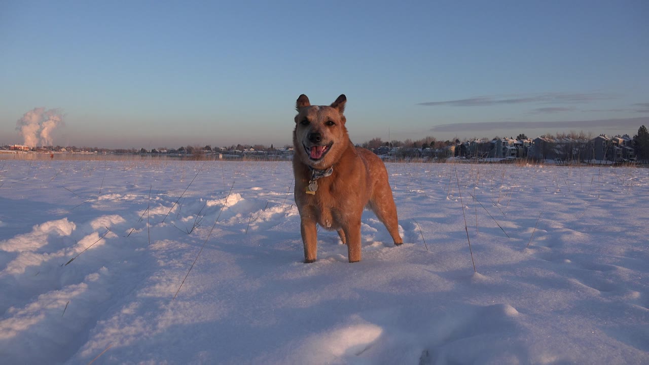 Brown dog standing in a snowy open field under clear sky.