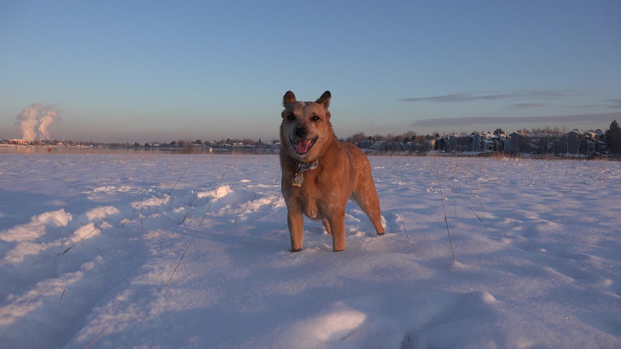 Brown dog stands near the center of a snowy Westminster, Colorado field, lit by low sun with a distant neighborhood line behind it and no visible people.