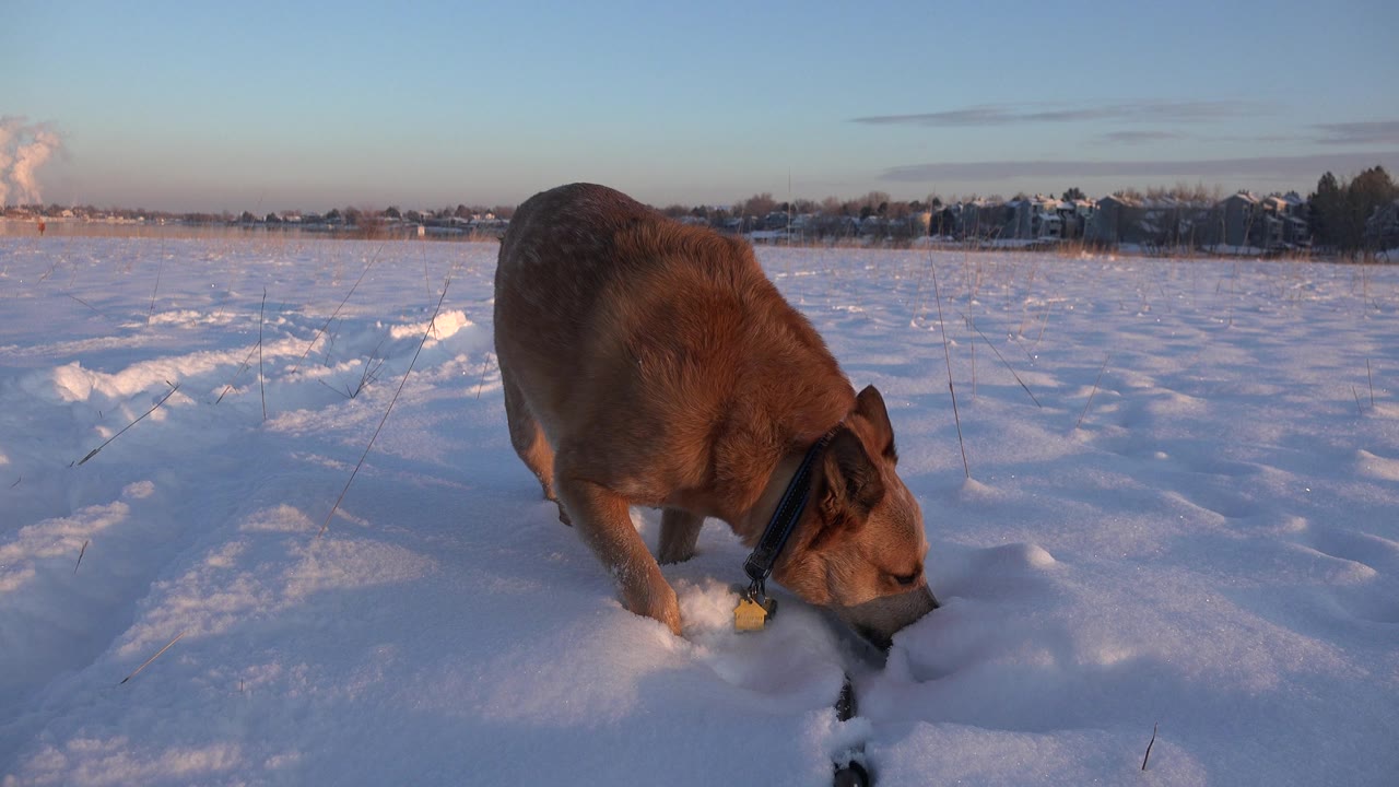 At the start of the Westminster, Colorado clip, a brown dog with a dark collar bends into the foreground snow while a flat white field, distant trees, buildings, and no visible people fill the background.