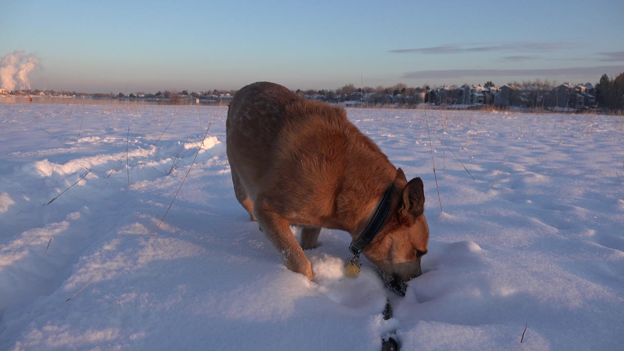 Brown dog pushing its muzzle into snow in a bright field.