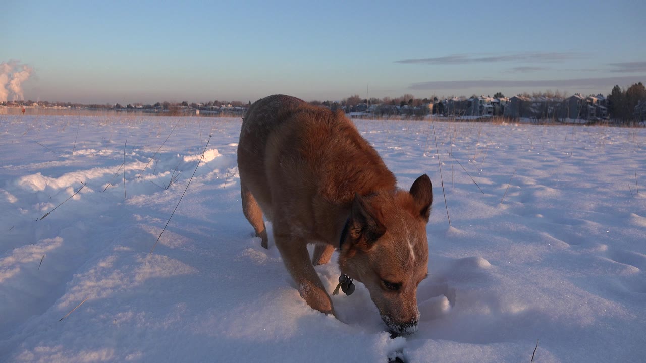 A brown dog lowers its nose into snow in a Westminster, Colorado field, with distant trees, buildings, and no visible people.