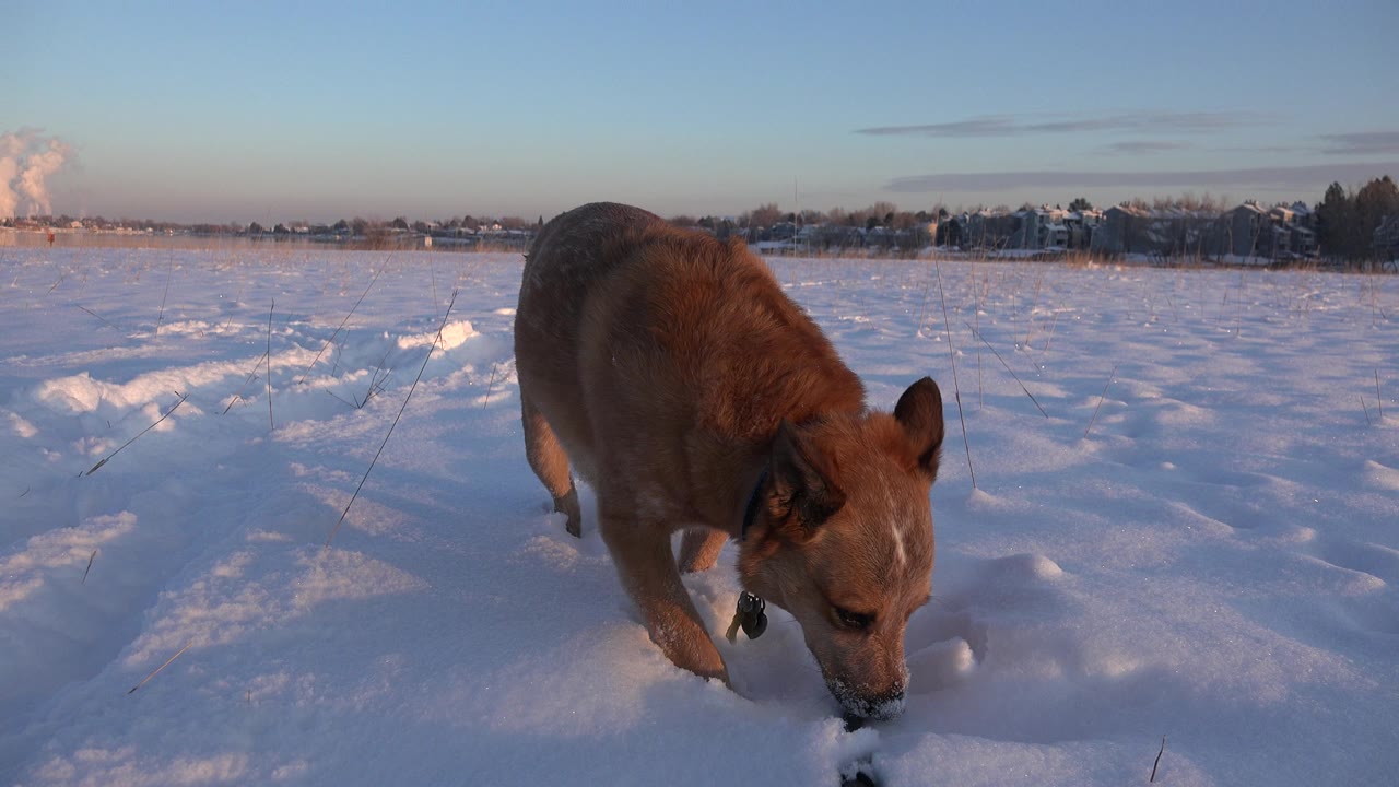 The brown dog stands nearer to the lens with its head down in the snow, backed by a flat snowy Westminster field and no visible people.