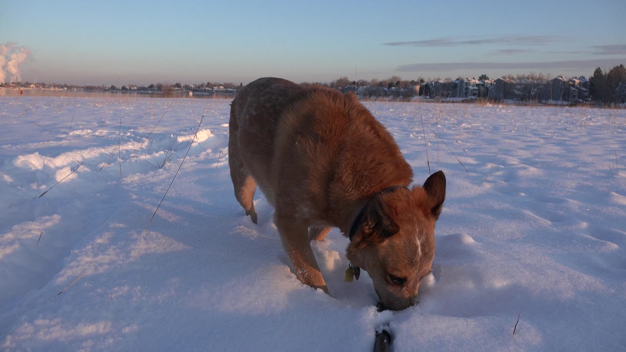 Dog sniffing snow near the right side of the frame.