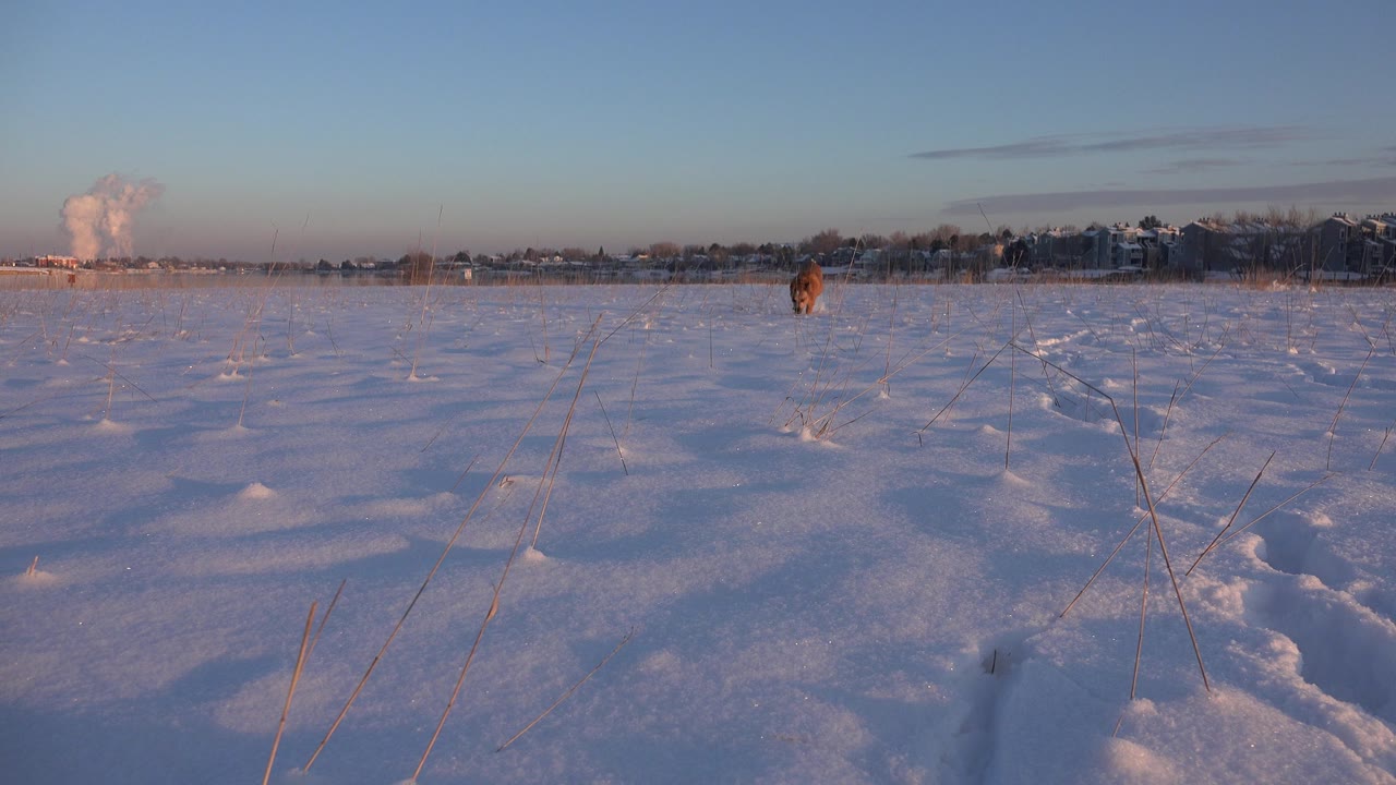 A brown dog stands far out in a snow-covered field in Westminster, Colorado, with tracks in the foreground, distant buildings on the horizon, and no visible people.