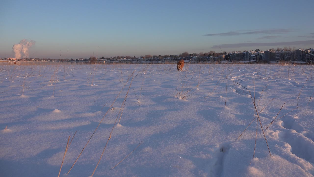 The dog is still small in the frame as it faces the ground-level camera across the snowy Westminster field, with warm light on the snow and no visible people.