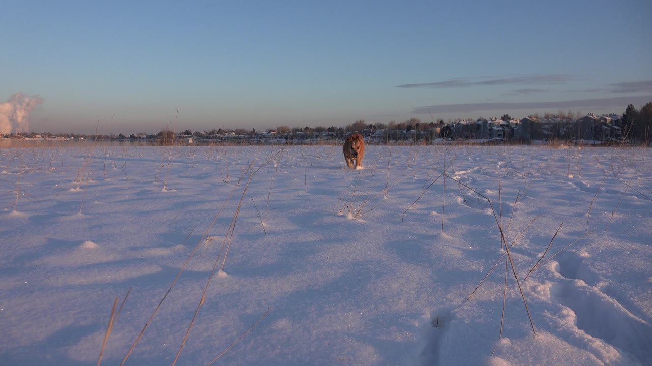 Brown dog approaching the camera over snow.