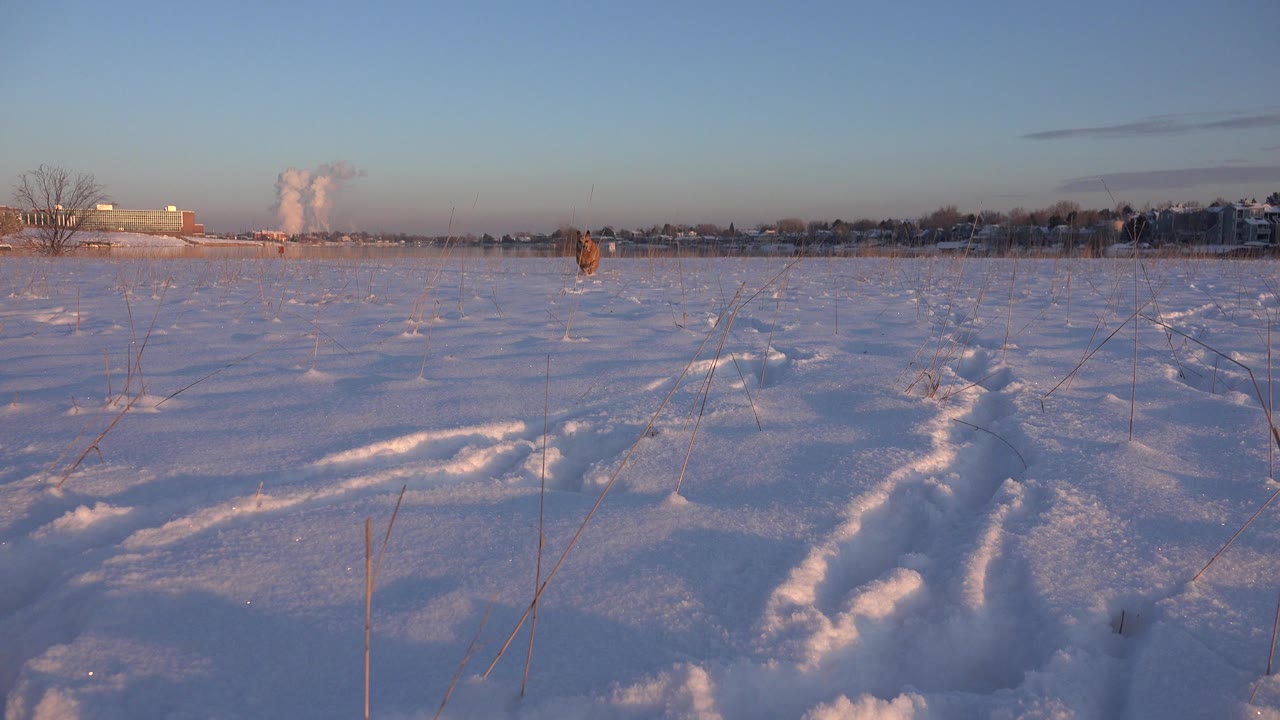 Snowy field with distant dog near the horizon.