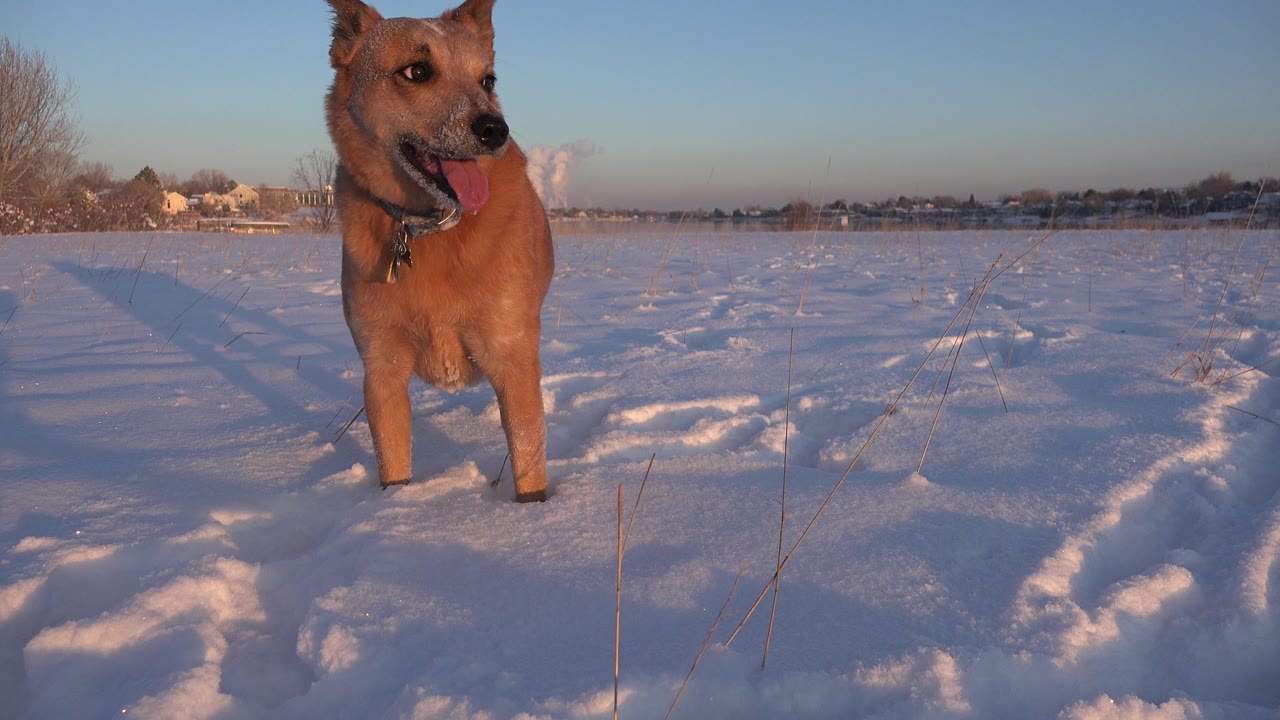 Brown dog standing in snow on an open track.