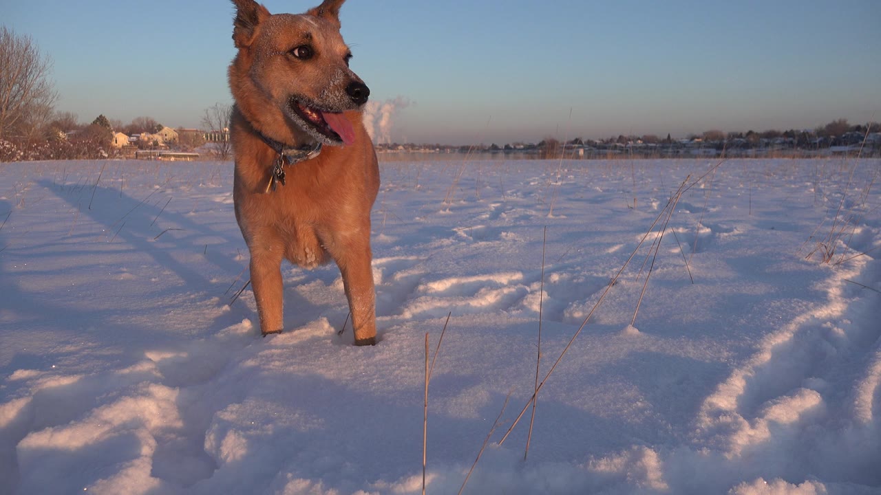 The brown dog remains in the snowy foreground in Westminster, Colorado, turned slightly to the side with its tongue out, snow tracks running away behind it, and no visible people.
