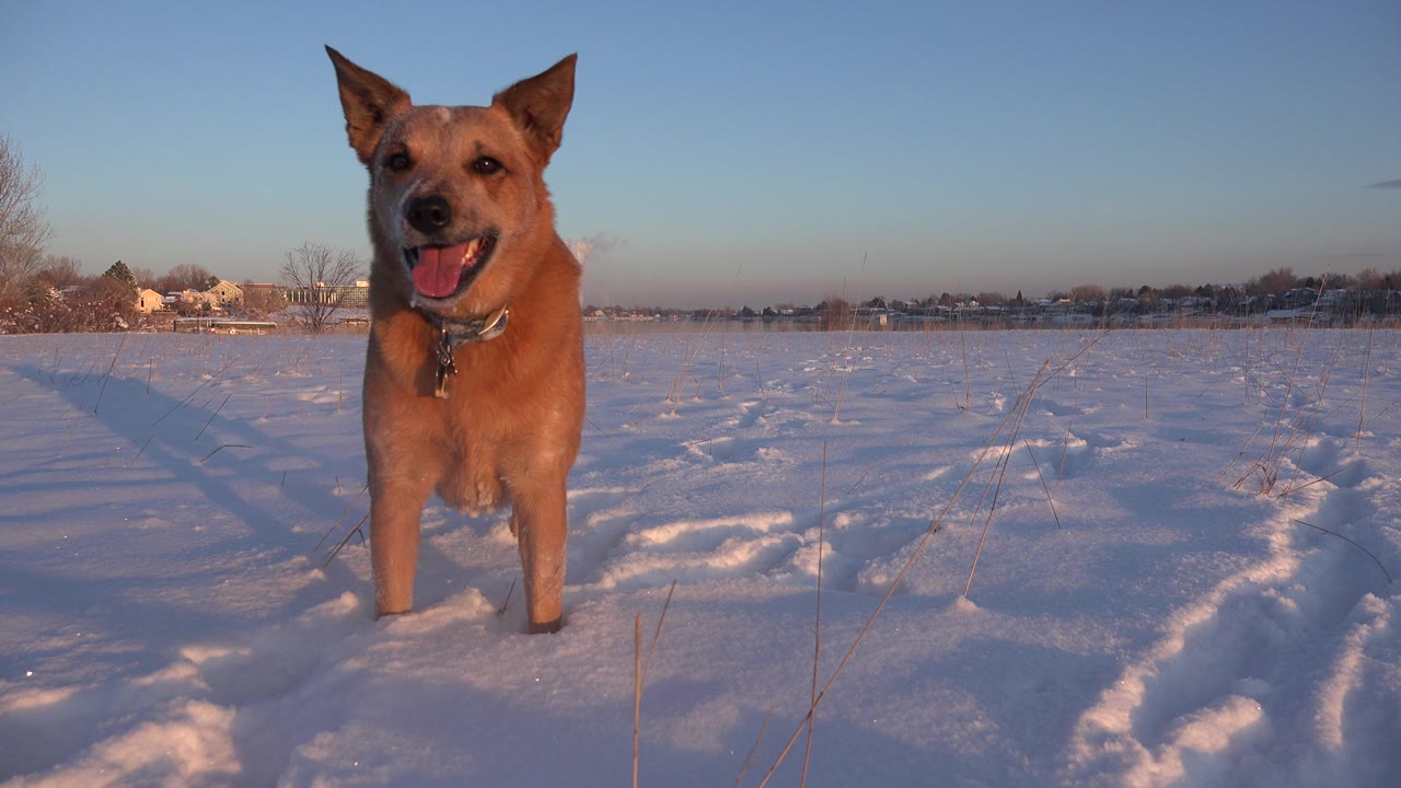 Tan dog standing in snowy field under blue sky.