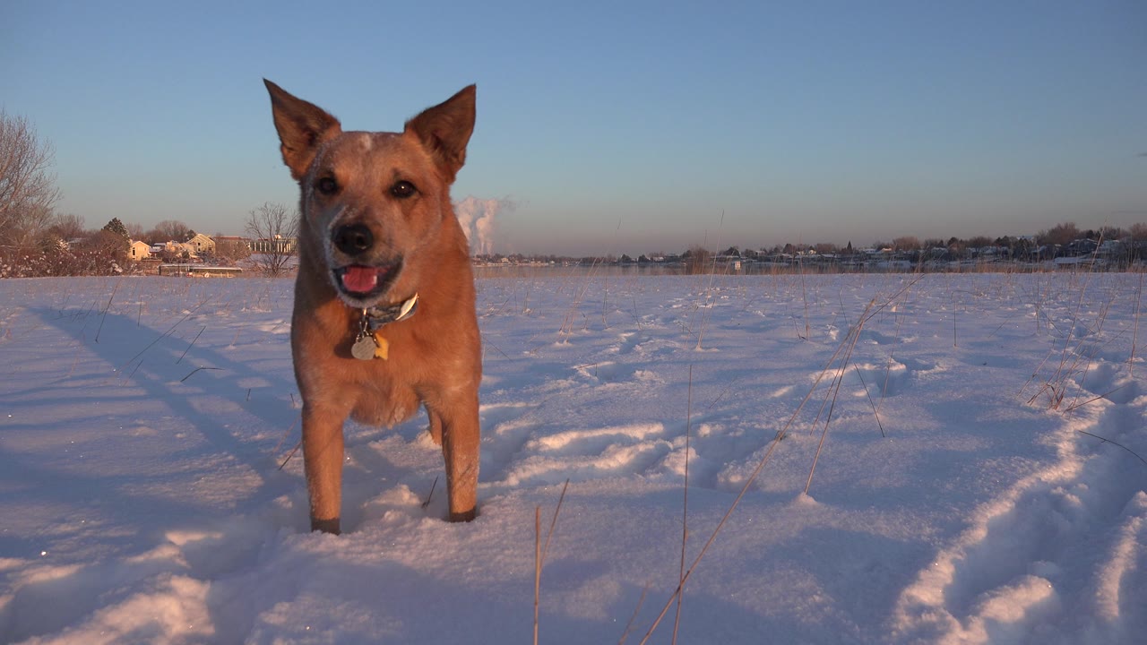 Brown dog facing the camera in a snowy field