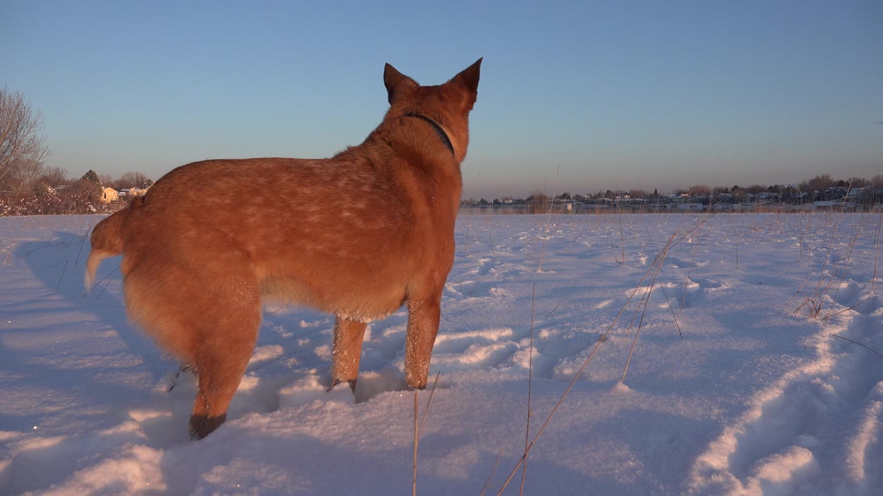 Red-haired dog stands with its back to the camera in a snowy Westminster, Colorado field, with tracks, low sun, distant buildings, and no visible people.