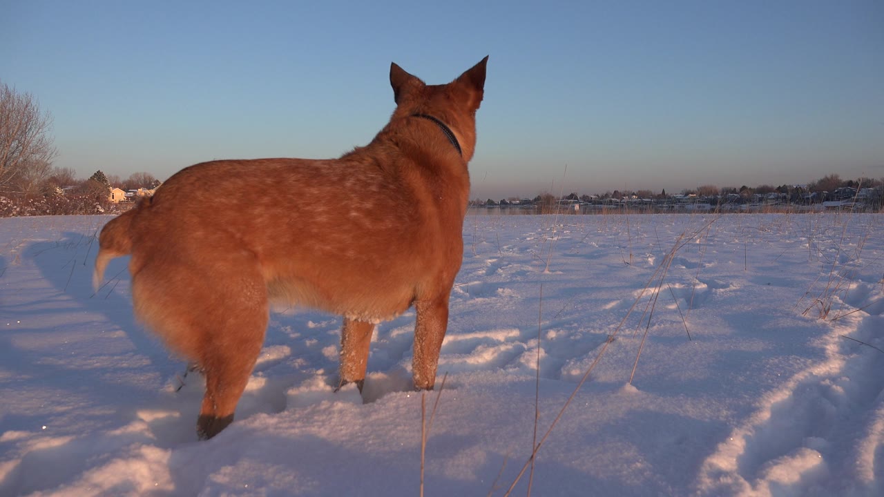 Red-haired dog stands in snow with its back to camera.