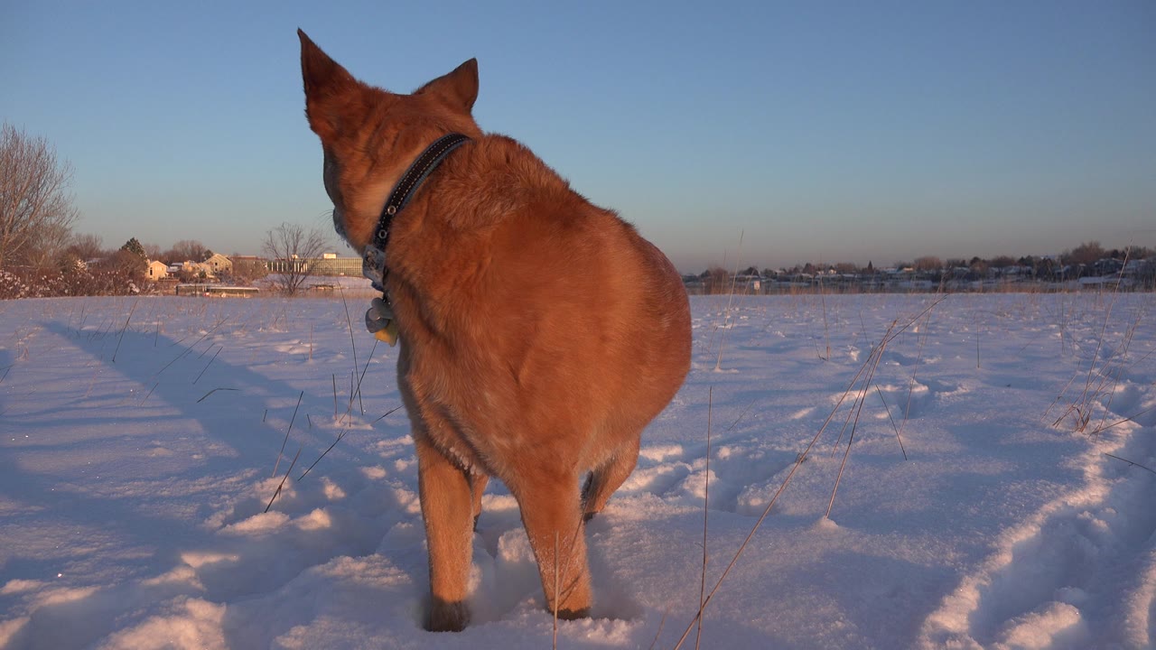 Brown dog seen from behind in a snowy field