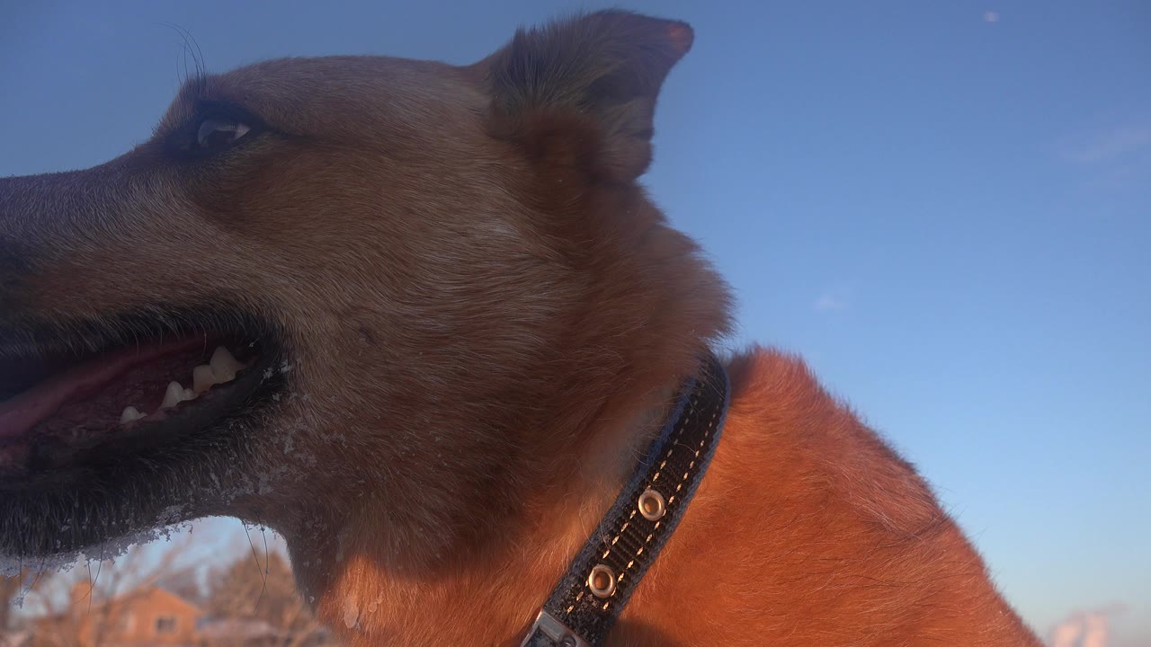 Close brown dog profile against blue sky