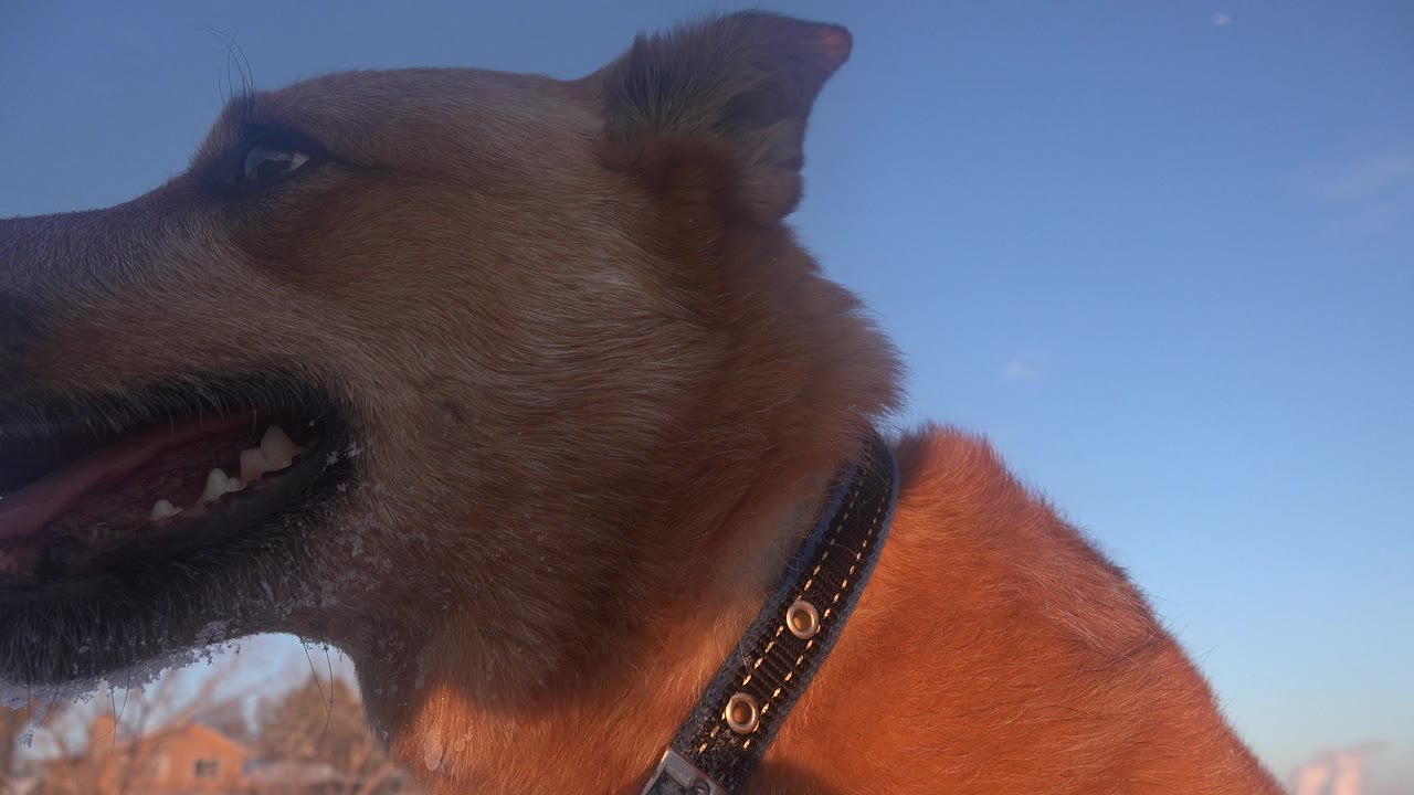 The brown dog remains in a tight side close-up in Westminster, Colorado, showing its eye, open mouth, black collar, blue sky, snowy ground, and no visible people.
