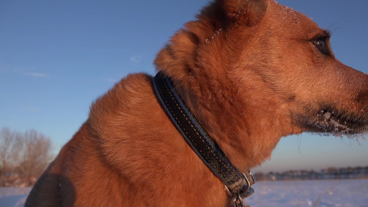 A reddish-brown dog in Westminster, Colorado appears in tight side profile with a black collar, snowy ground and blue sky behind it, and no visible people.