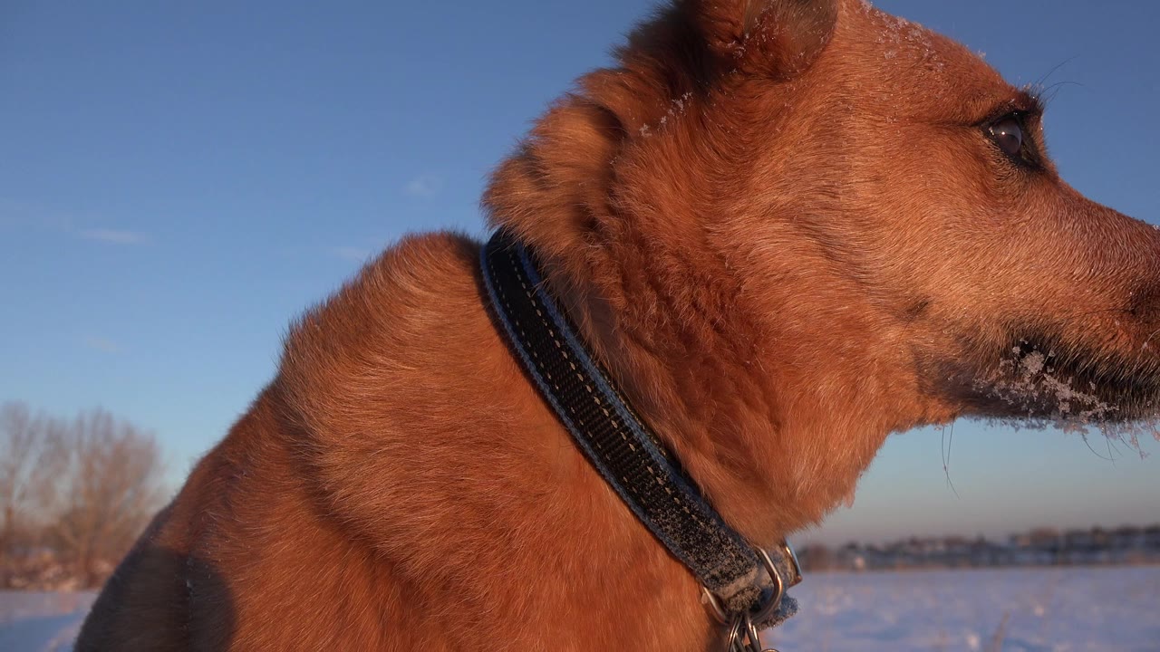 The dog remains close to the ground camera in Westminster, Colorado, its collar and snow-dusted muzzle visible against a pale blue winter sky with no visible people.