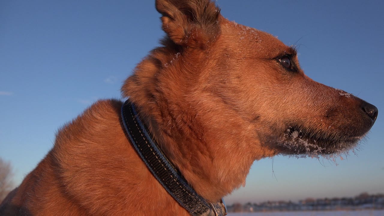 Brown dog looking to the right in warm light.