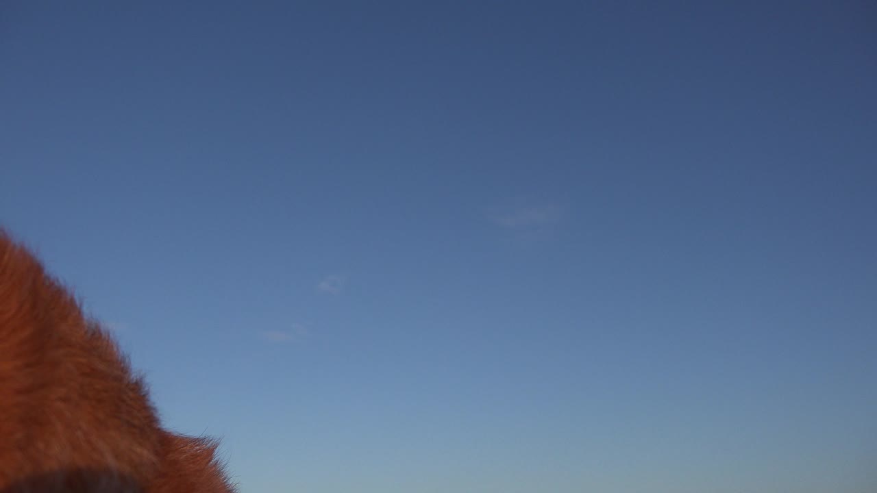A Westminster, Colorado frame dominated by clear blue sky, with reddish-brown dog fur cropped along the left edge and no visible people.