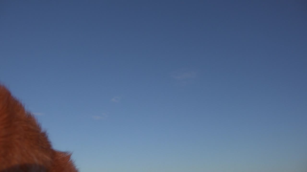 A low Westminster, Colorado view of blue sky with the dog's reddish-brown coat cropped near the lower-left edge and no visible people.