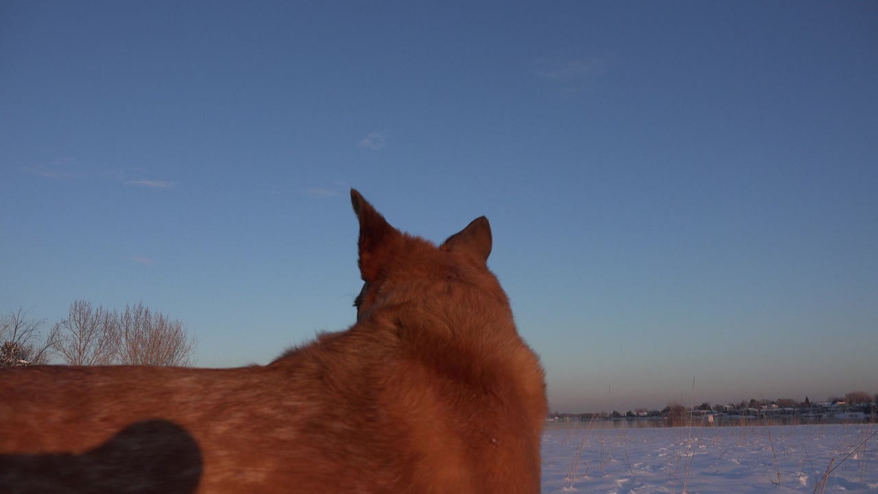 Tan dog seen from behind in a snowy field under blue sky.