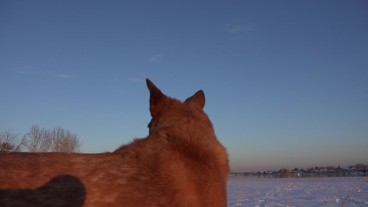 The dog remains turned away in the Westminster, Colorado snowfield, with its ears outlined against the clear blue sky and no visible people.