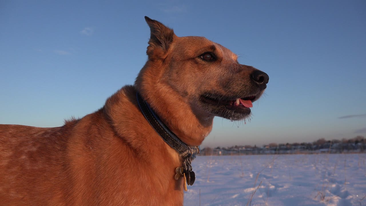 Brown dog in side profile fills the left foreground on snow-covered ground in Westminster, Colorado, with blue sky behind it and no visible people.