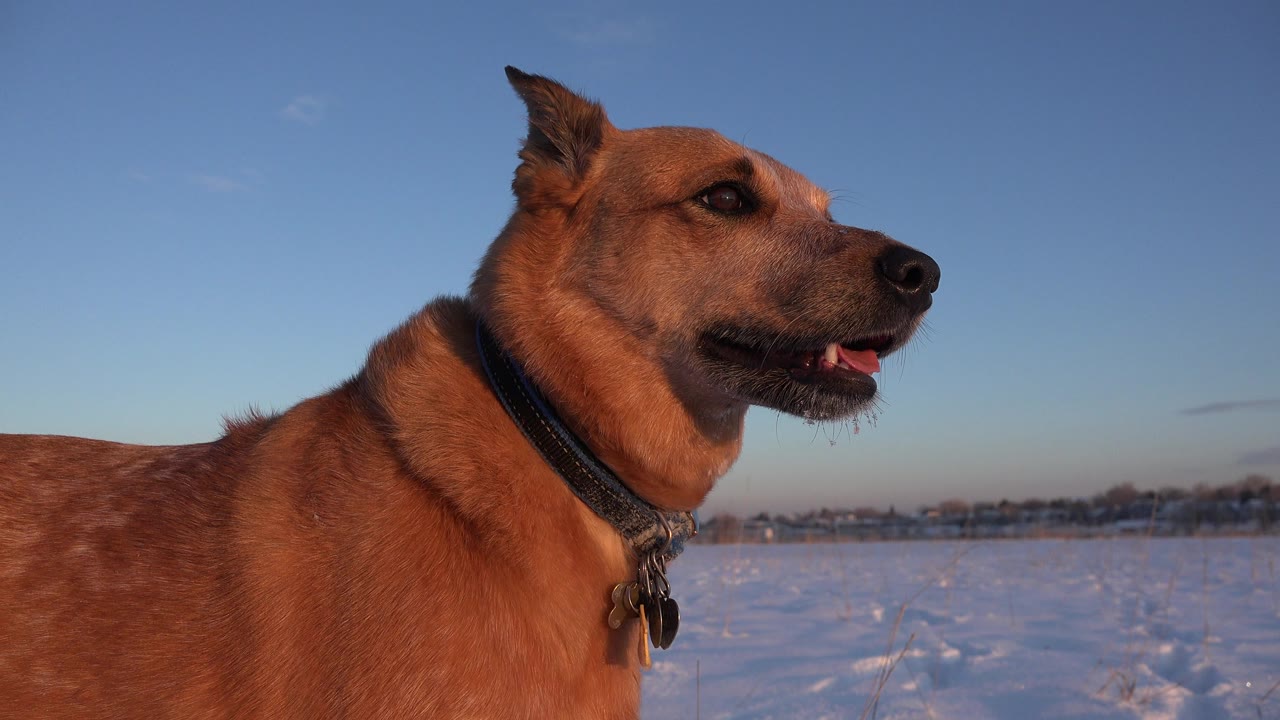 Brown dog wearing a dark collar remains close in the foreground in Westminster, Colorado, its face angled right above a snow-covered field with no visible people.