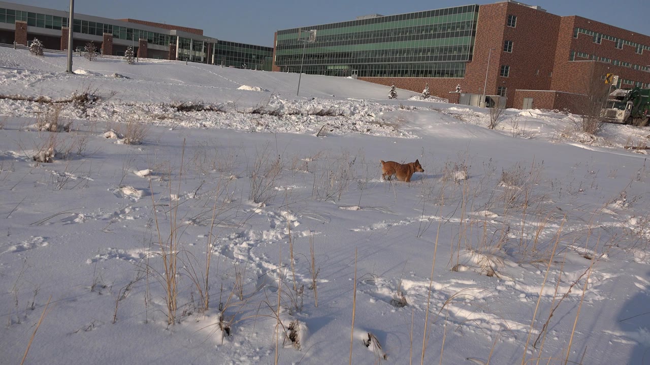Brown dog far across a snowy field near a brick and glass building.
